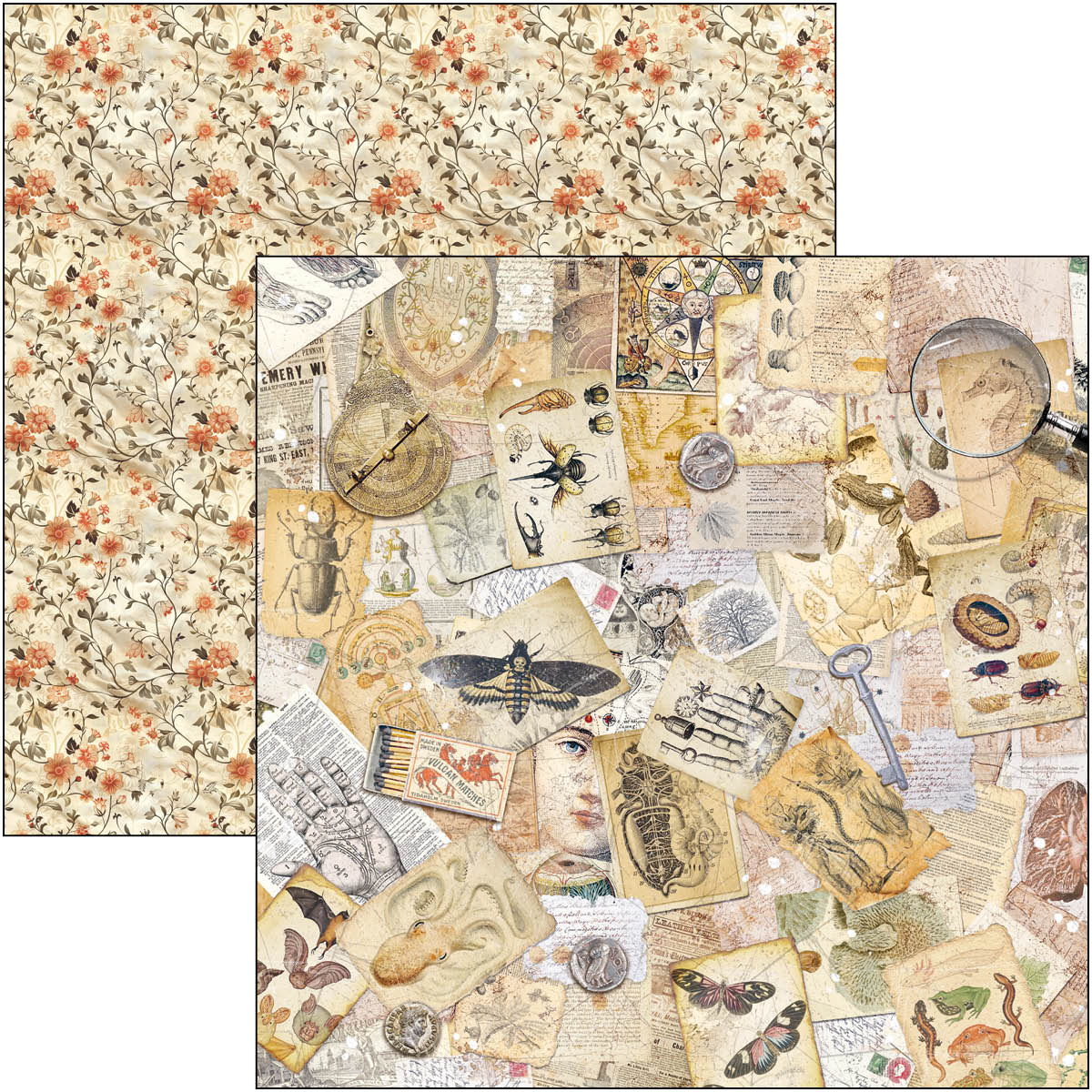 Cabinet Of Curiosities Pad 8"x8" 12/Pkg