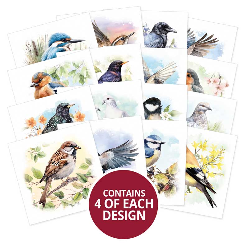 Birds in Focus Pocket Pad