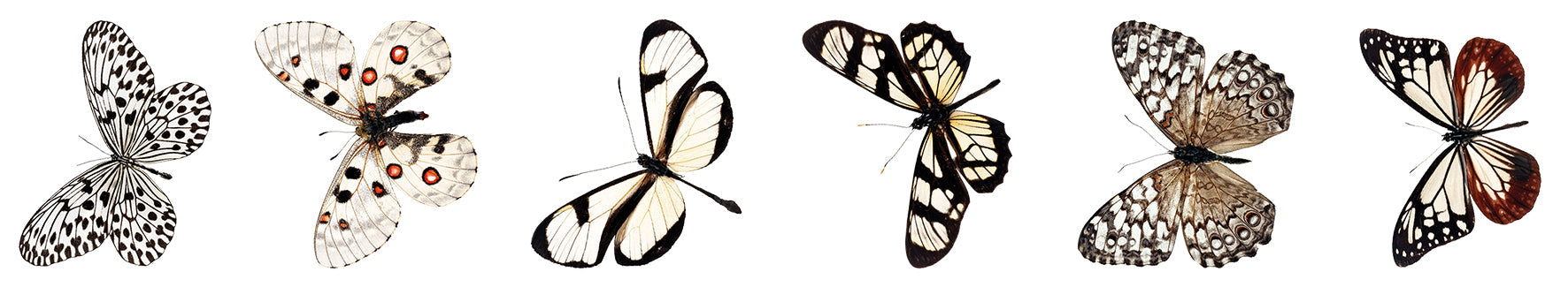SL Clear Stickers Butterfly Grunge Collection 65x45x45mm 5 Meter