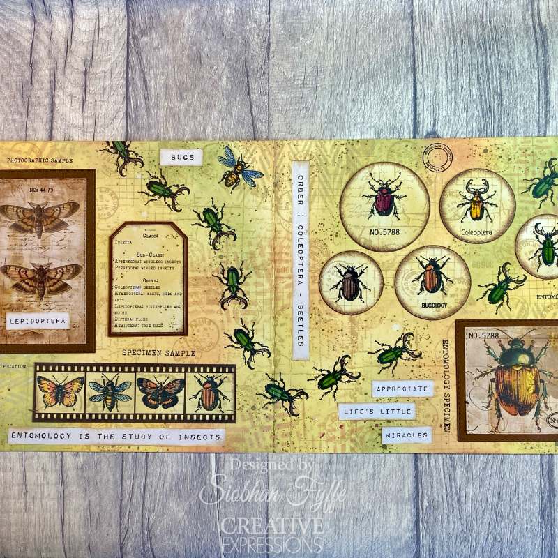 Creative Expressions Tracie Fox Entomology Passport Elements 6 in x 8 in Clear Stamp Set