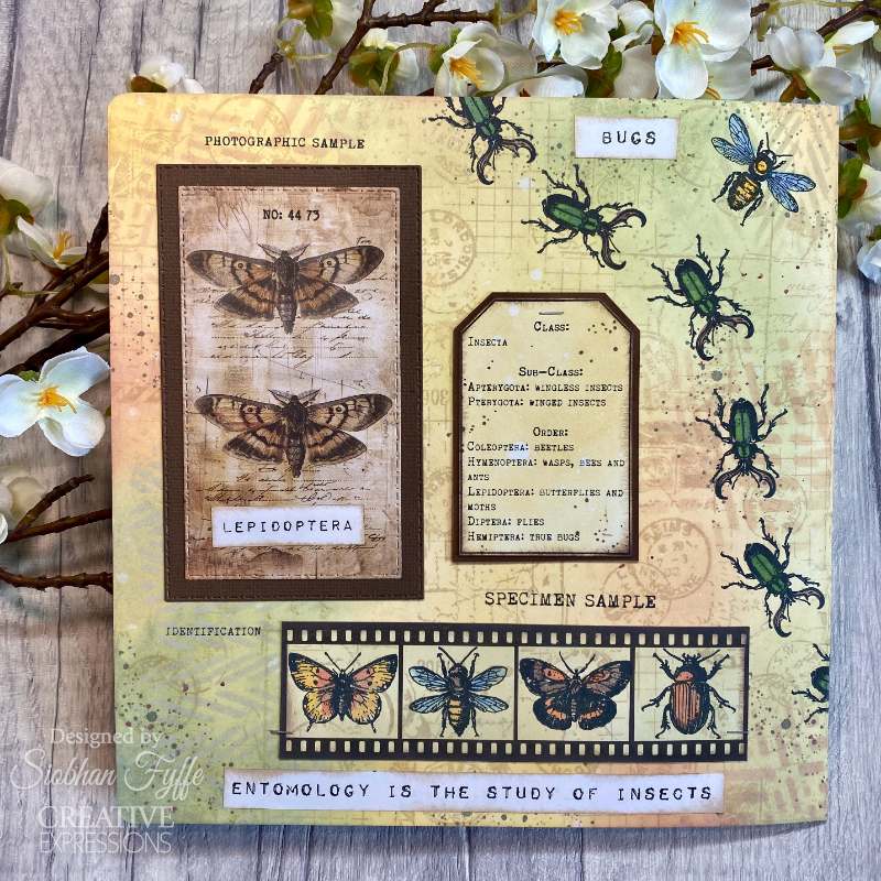 Creative Expressions Tracie Fox Entomology Passport Elements 6 in x 8 in Clear Stamp Set