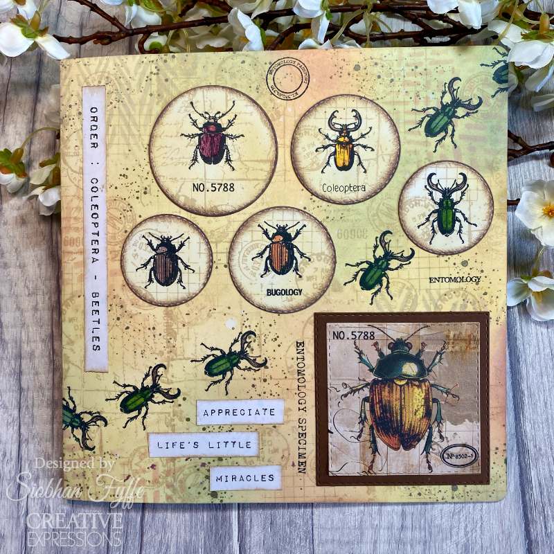 Creative Expressions Tracie Fox Entomology Passport Elements 6 in x 8 in Clear Stamp Set