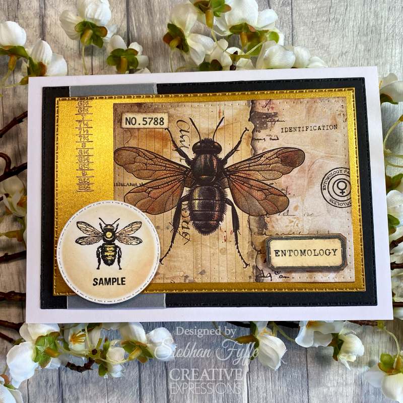 Creative Expressions Tracie Fox Entomology Passport Elements 6 in x 8 in Clear Stamp Set