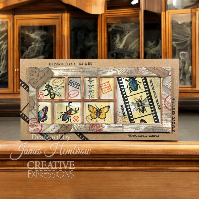 Creative Expressions Tracie Fox Bugology Negatives 6 in x 8 in Clear Stamp Set