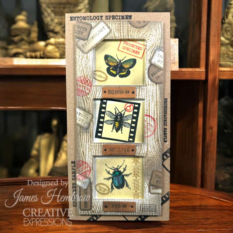 Creative Expressions Tracie Fox Bugology Negatives 6 in x 8 in Clear Stamp Set