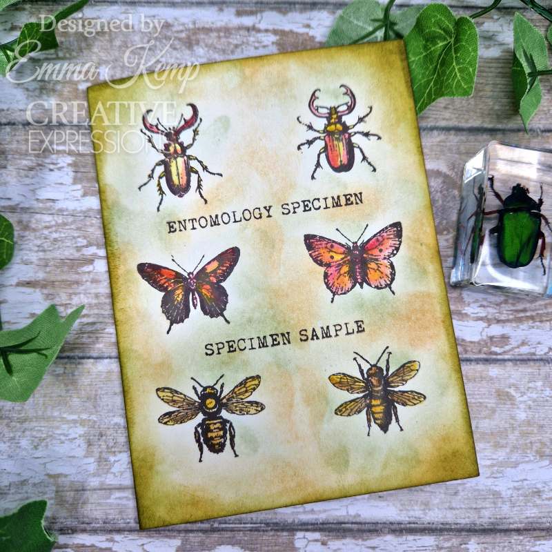 Creative Expressions Tracie Fox Entomology Passport Elements 6 in x 8 in Clear Stamp Set