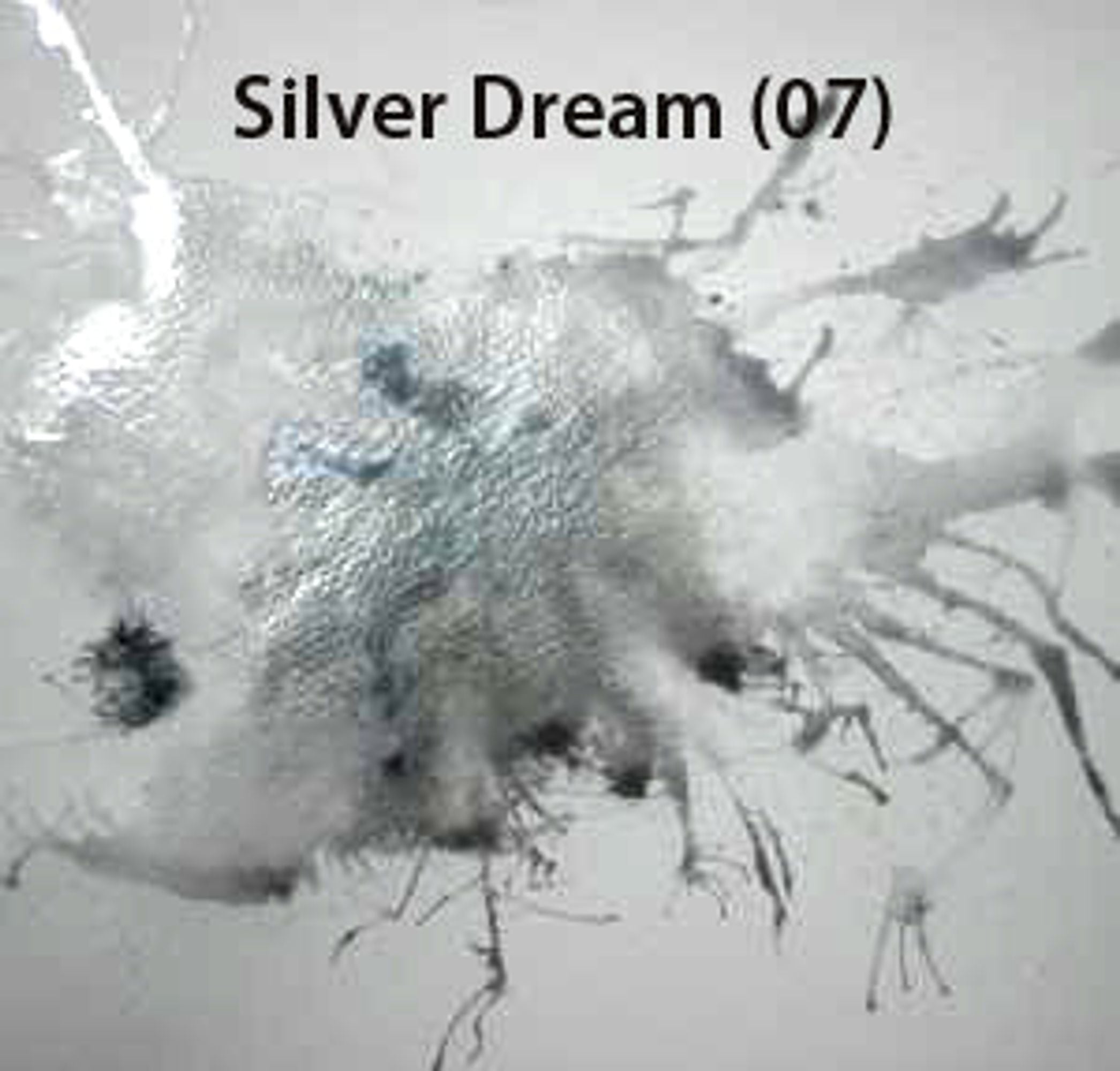 #colour_silver dream