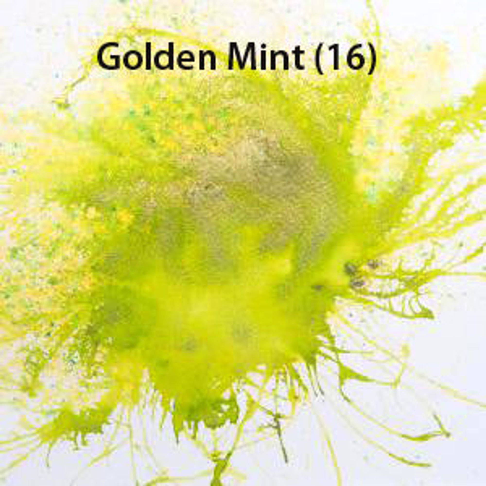 #colour_golden mint