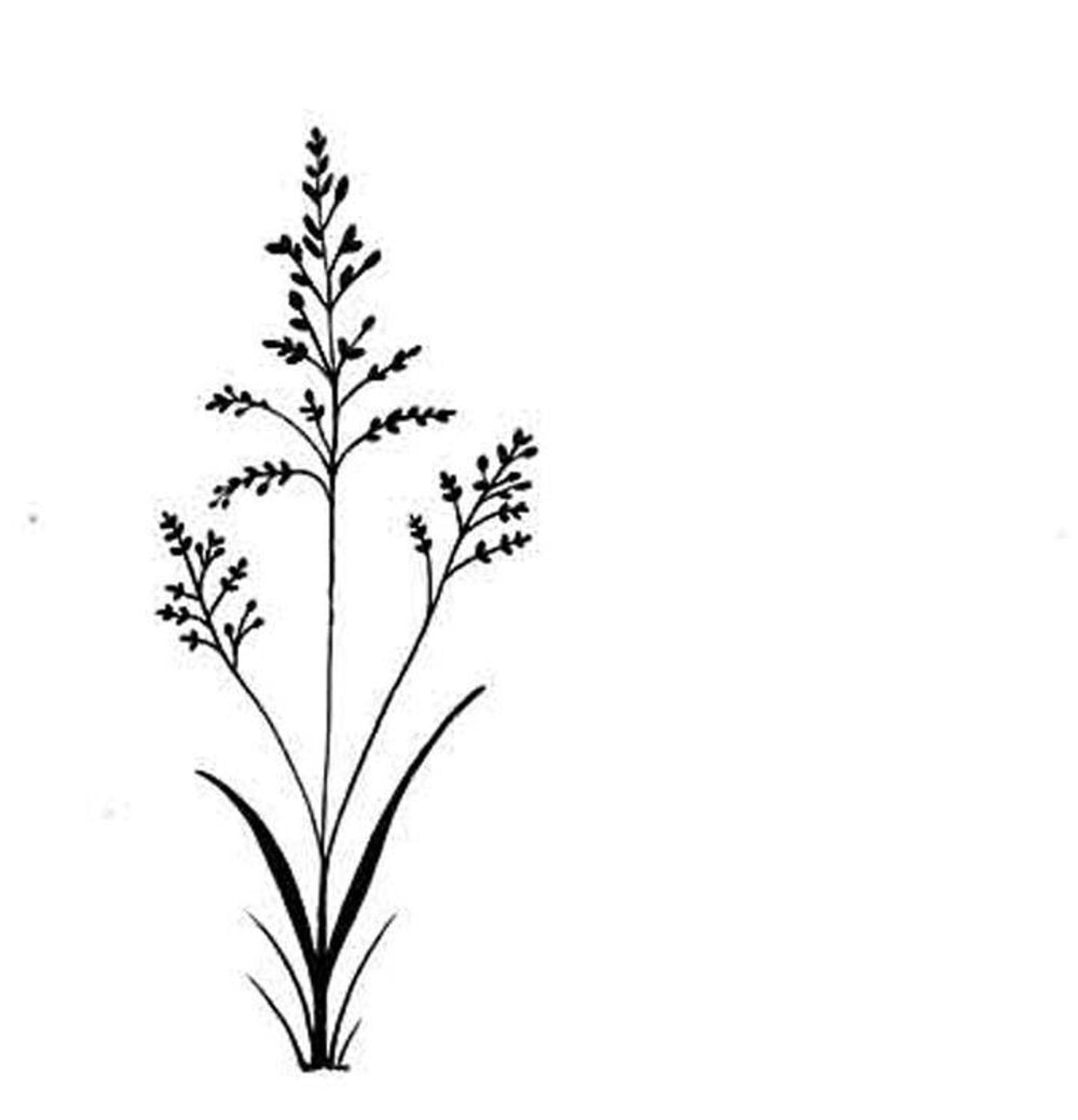 Lavinia Stamp - Field Grass