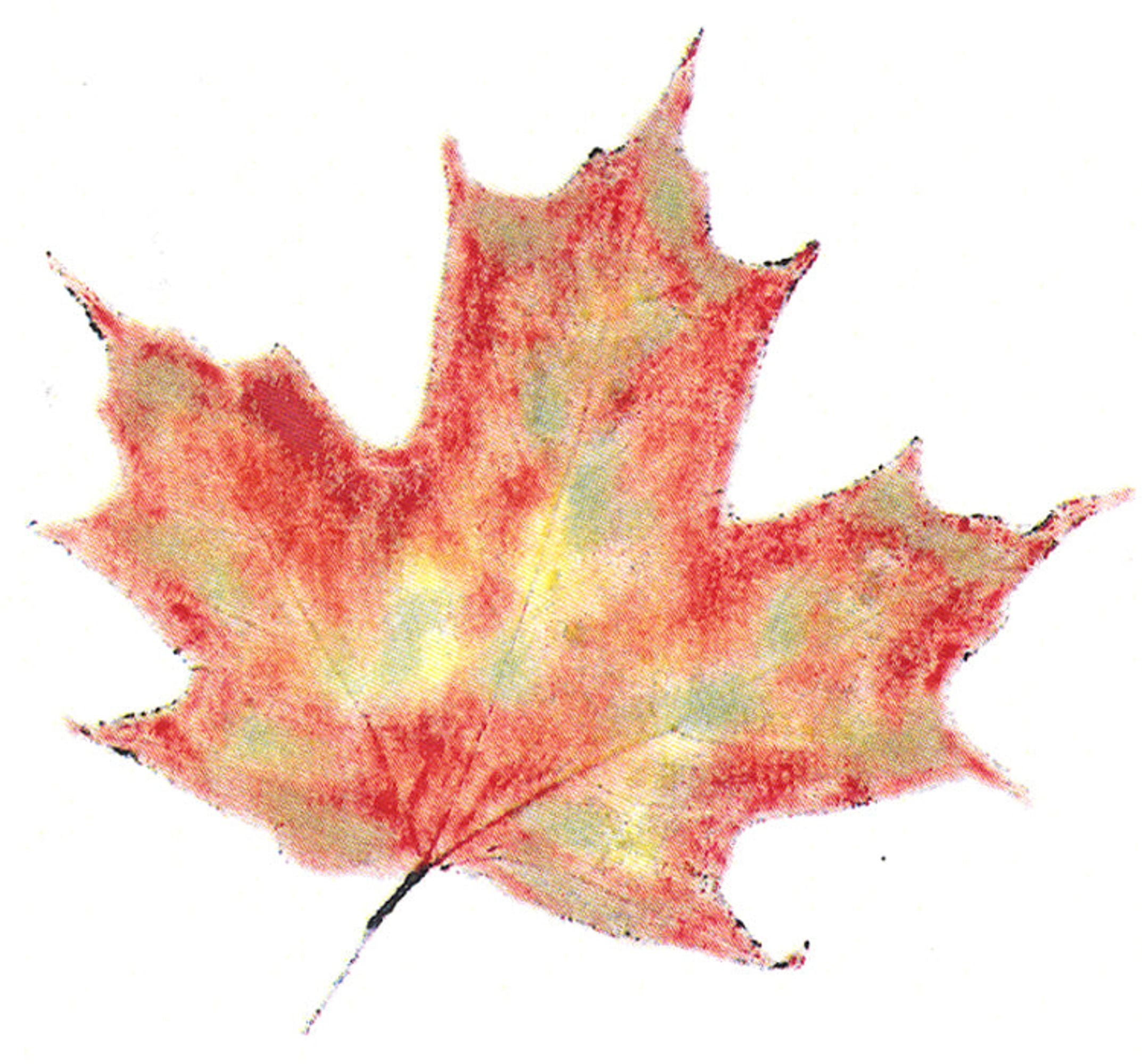 Frog's Whiskers Ink Stamp - Maple Leaf Med.