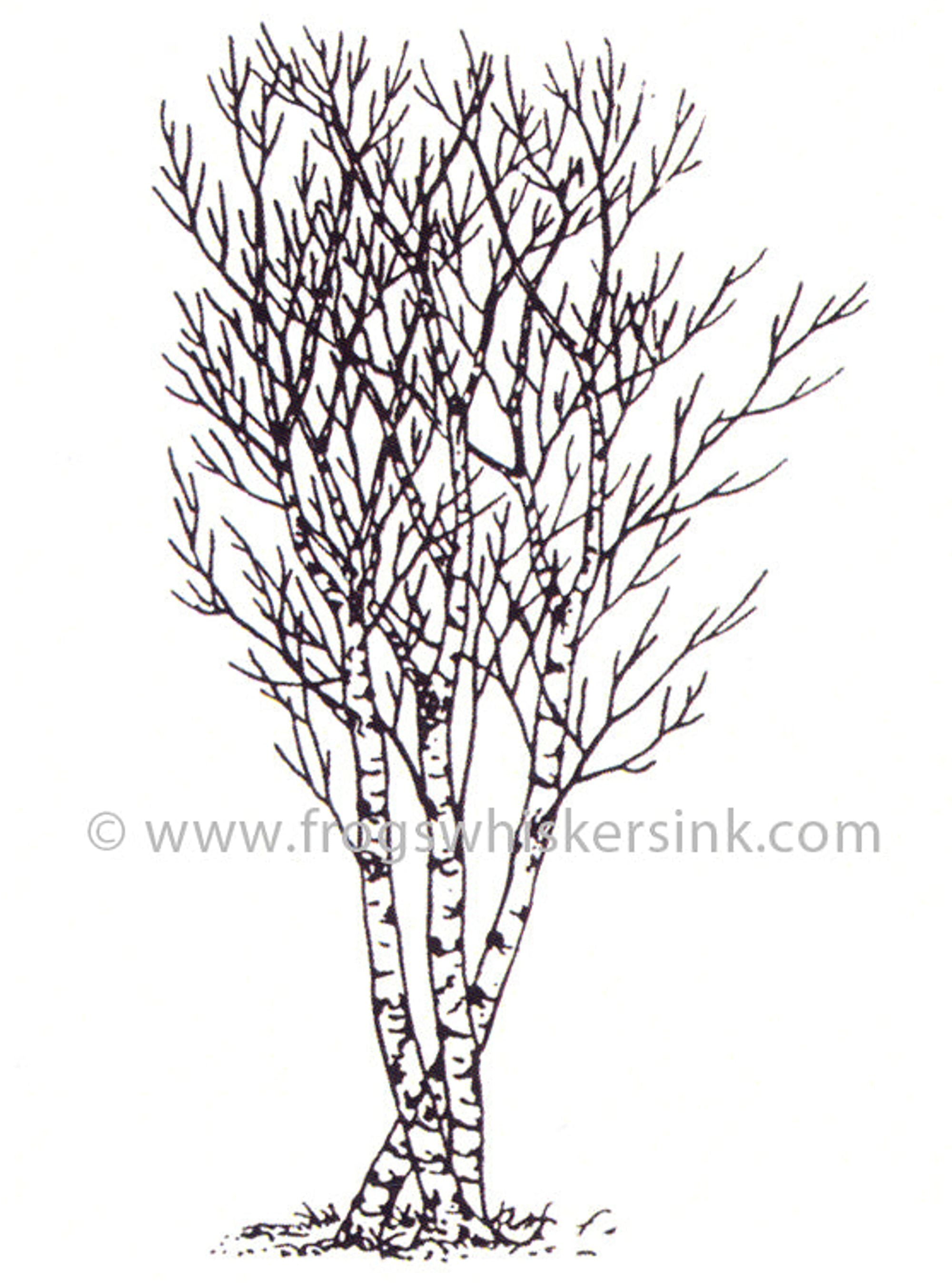 Frog's Whiskers Ink Stamps -Birch Tree Sm Cling Mount Stamp
