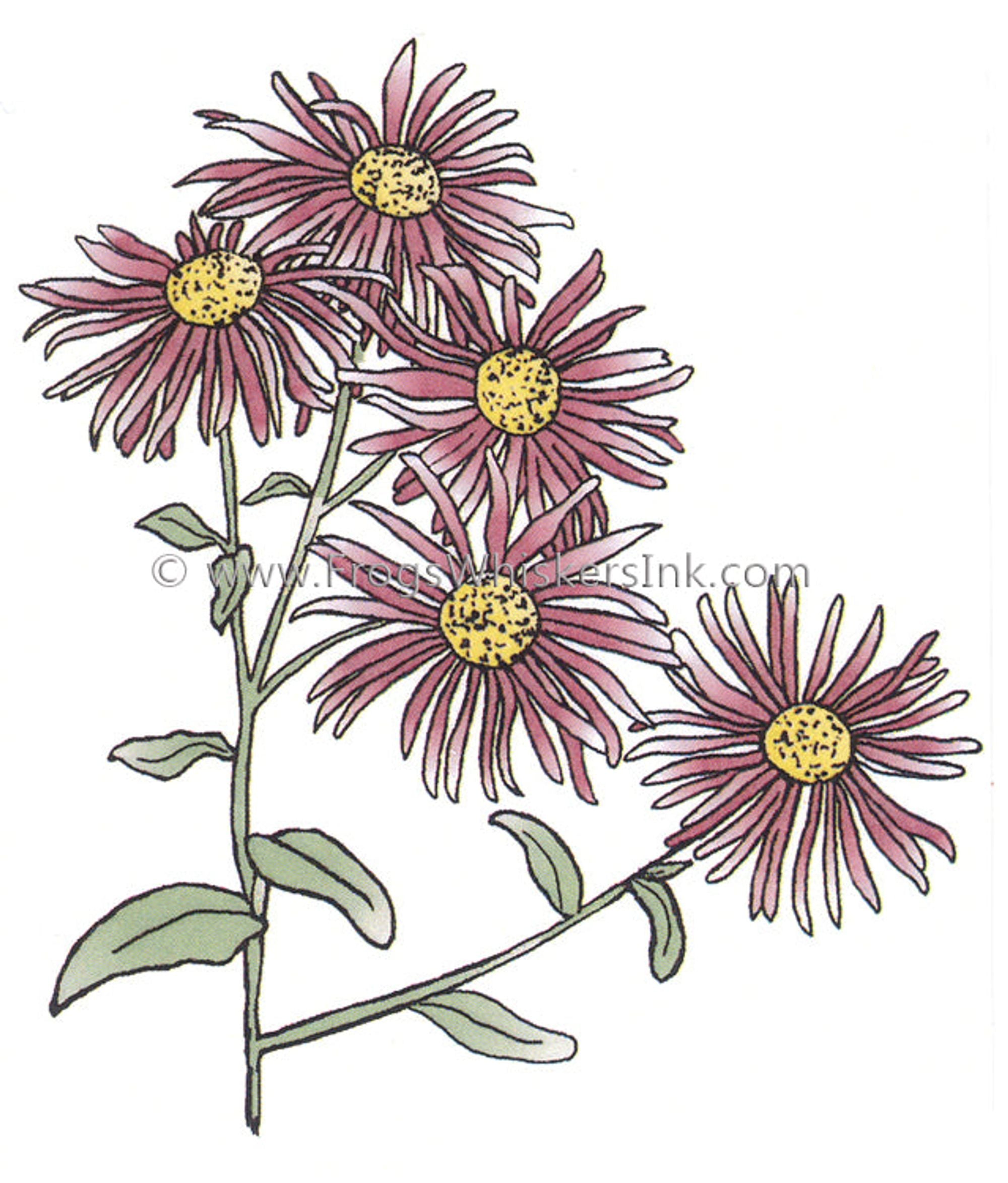 Frog's Whiskers Ink Stamp - Asters Open