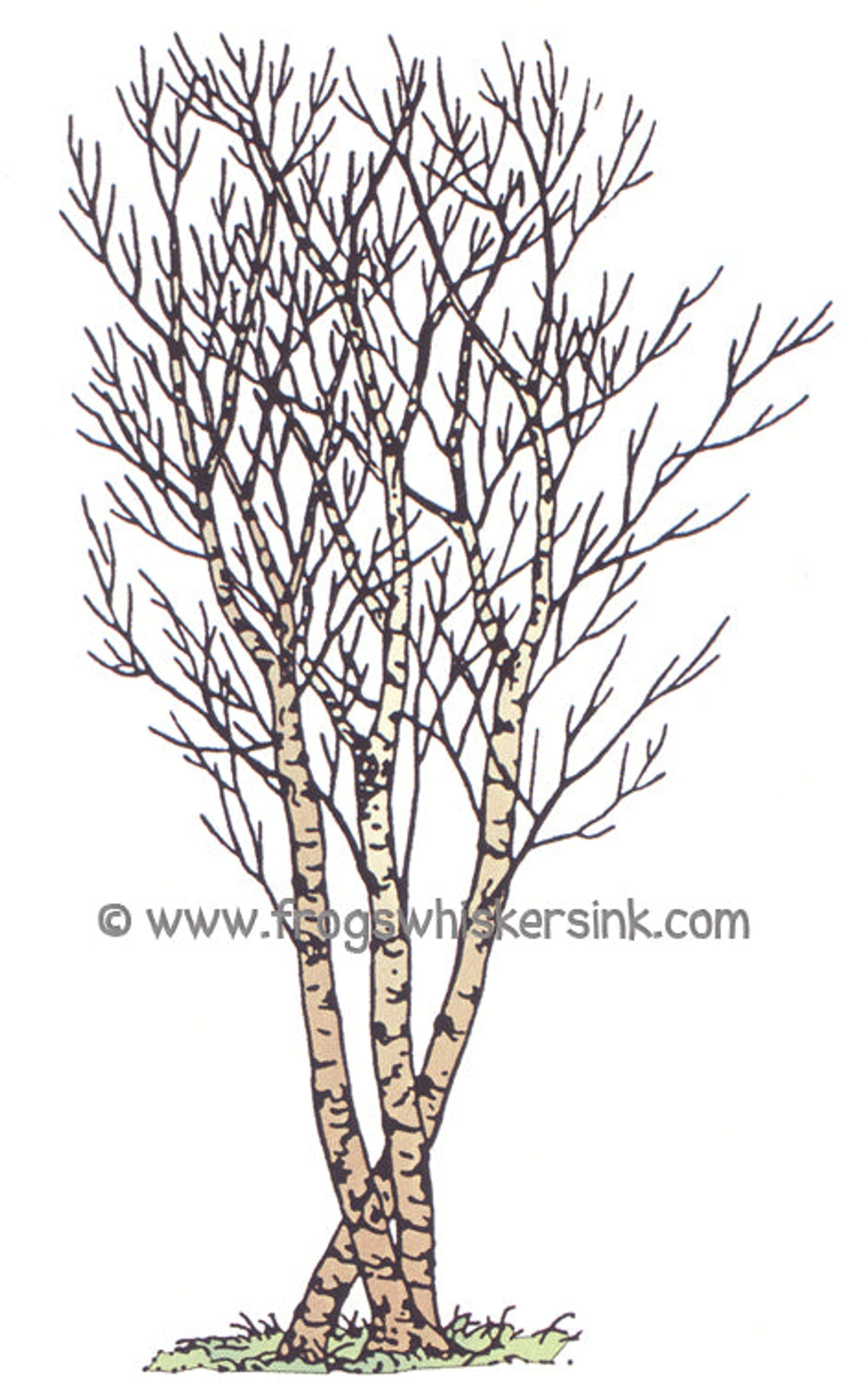 Frog's Whiskers Ink Stamps-Birch Grove Lg. Cling Mount Stamp