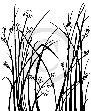 Frog's Whiskers Ink Stamp - Whispering Grasses