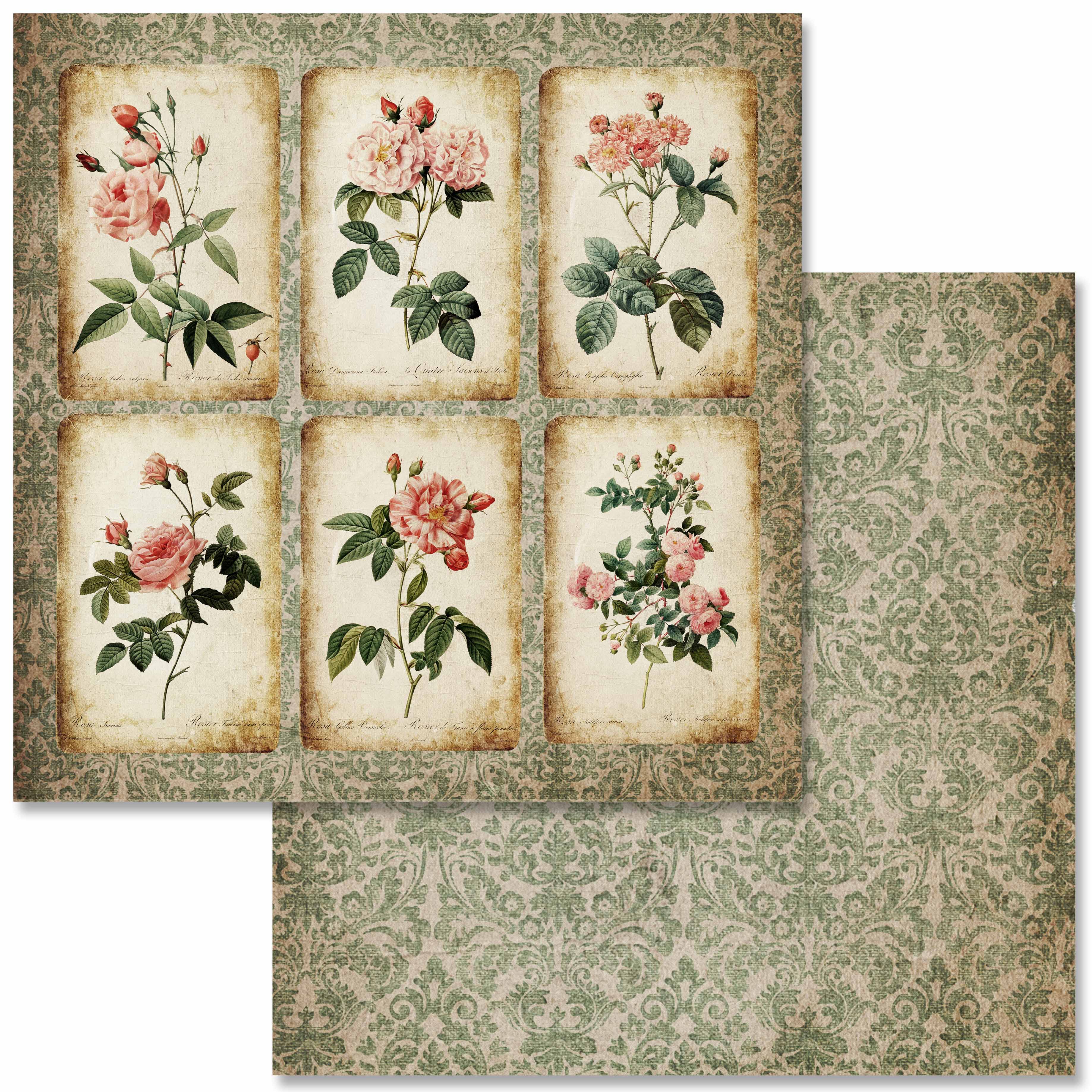 Antique Roses Scrapbook Set - 6"x 6"